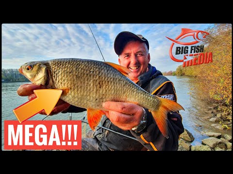 Michael fängt das MEGA-ROTAUGE - Mit Futterkorb am großen Fluss | Gregor trifft den Profi