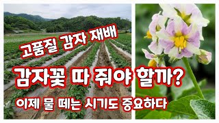 감자꽃  따 줘야할까 그리고 물대는 시기 물떼는 시기 [고품질감자재배기술]