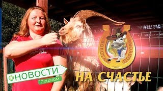 Новости пешком.  Золотая подкова на счастье