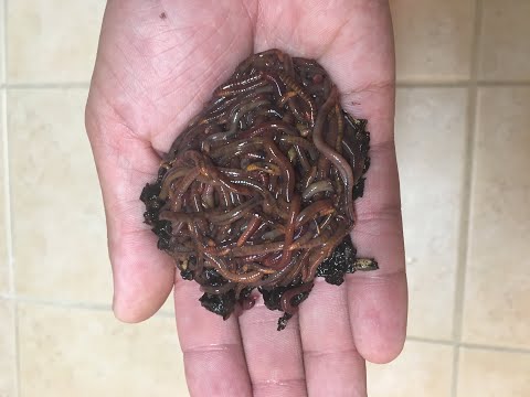 Red Wiggler Worms vs Pumpkin - Time Lapse