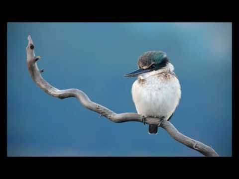 New Zealand Kingfisher Photography.wmv