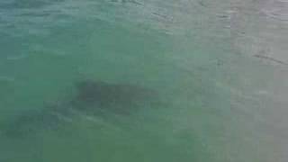 preview picture of video 'Dolphin near boat at Stump Pass'