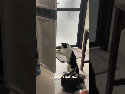 cate cat #top #shorte # video