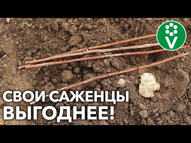 ЧЕРЕНКУЙТЕ КУСТАРНИКИ ОСЕНЬЮ! Что и как размножить одревесневшими черенками