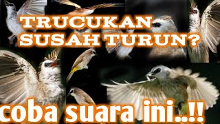 Download lagu suara pikat ampuh trucukan liar,yg susah turun..jamin joss mp3