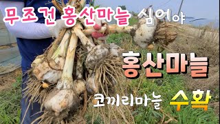 이젠 홍산마늘 무조건 심어야 알이 실하다 코끼리마늘 황토홍산마늘 저렴한 가격에