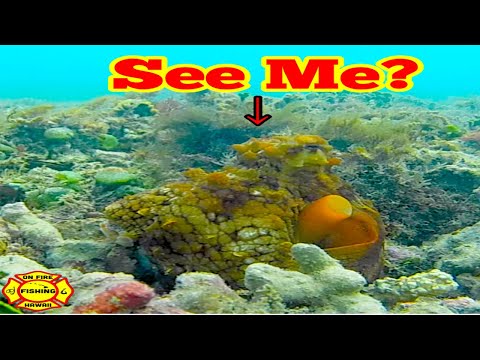 HOW TO FIND OCTOPUS, TAKO DIVE 2022, TAKO EYE with Steph