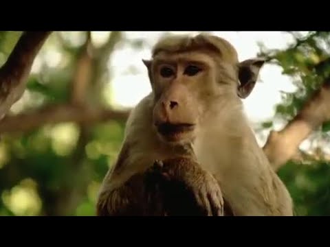 Clever Monkeys