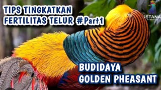 Download lagu CARA MENINGKATKAN FERTILITAS TELUR GOLDEN PHEASANT #part1  #ayamhias #pheasant #goldenpheasant mp3 Download lagu CARA MENINGKATKAN FERTILITAS TELUR GOLDEN PHEASANT #part1  #ayamhias #pheasant #goldenpheasant mp3