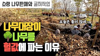 대장이 나무를 헐값에 파는 이유 