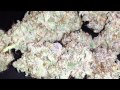 s2: 150w CFL Purple Wreck HARVEST mini Cannabis grow Update 7 final results