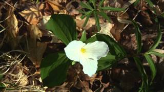 Nan Weston spring flowers 2013