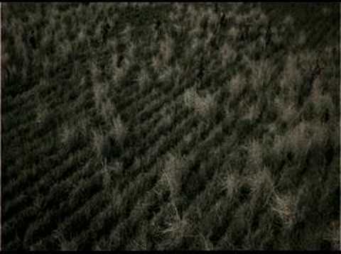 Battle of Long Tan Documentary Preview - Vietnam War