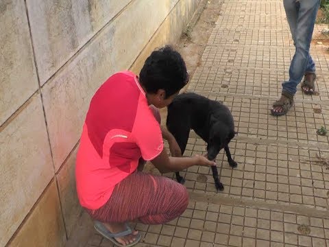 Kind Kamakshi: She cares for 110 dogs in Jalahalli
