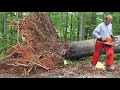 How A Fallen Tree Can Kill You Watch And Learn Treefelling Chainsawman Stihl Logging Tree
