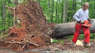 How a fallen tree can kill you!  Watch and Learn
