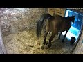 Horse Takes A Dump