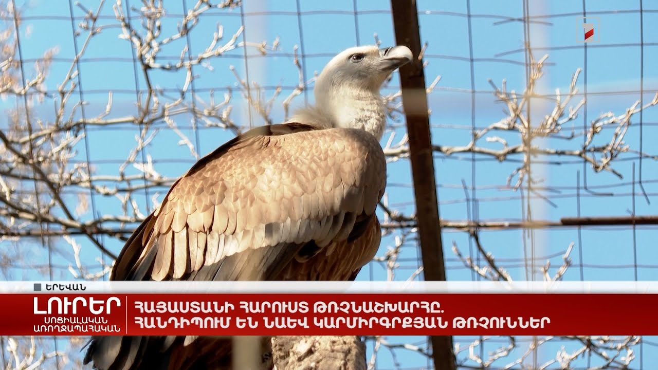 Հայաստանի հարուստ թռչնաշխարհը. հանդիպում են նաև կարմիրգրքյան թռչուններ