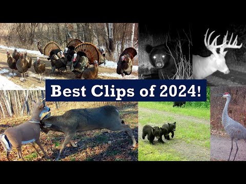 The Best Trail Cam Videos of 2024!