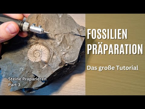 Das große Einsteigertutorial | Fossilien-Präparation