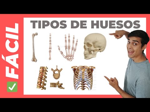 ✅ TIPOS de HUESOS (cortos, largos, irregulares, planos) FACIL