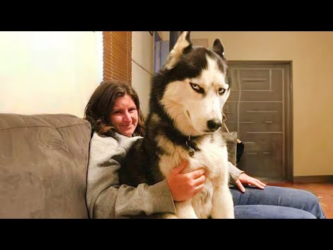 Personne ne fait du théâtre comme un husky ! vidéo des chiens les plus drôles
