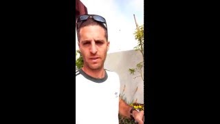 גפן למאכל במרפסת