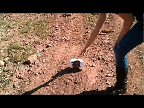 Zombie Theory #1-  A .22 LR can kill a Zombie at long range?