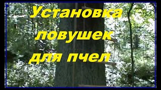 Как поймать рой диких пчел в лесу ловушкой - Видео онлайн