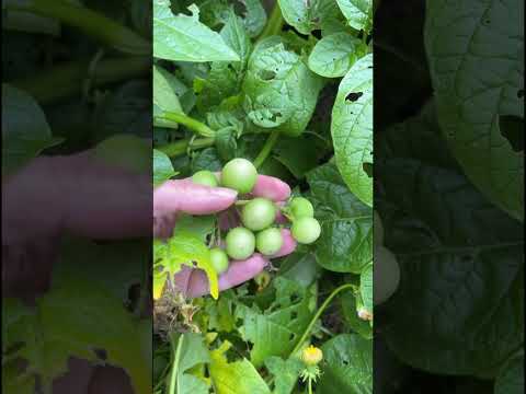 True potato seeds #backyardgardening #gardening #backyardfarming #growingpotatoes