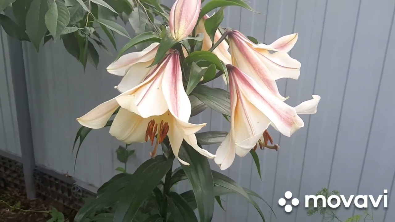 ЛИЛИЯ ОТ ГИБРИД GARDEN AFFAIR