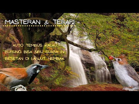 MASTERAN Yuhina VS Sniper TERAPI ALIRAN AIR SEKALIGUS SUARA ALAM UNTUK MURAI, KACER, CUCAK IJO dll