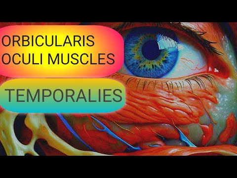 Understanding the Temporalies & Orbicularis Oculi Muscles