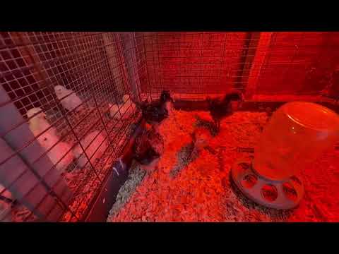 Meat birds Meat birds