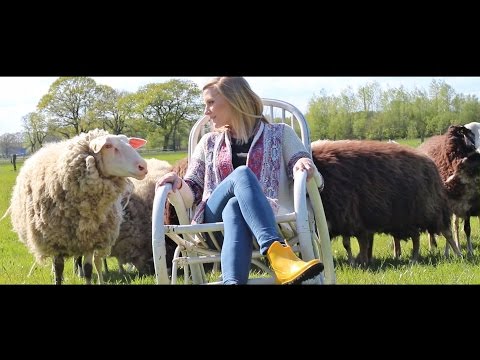 Cows And Cattle video