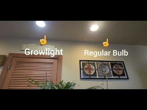 Necgemlex Full Spectrum Grow Light Bulbs For Indoor Plants Review💡How Well Do They Work?