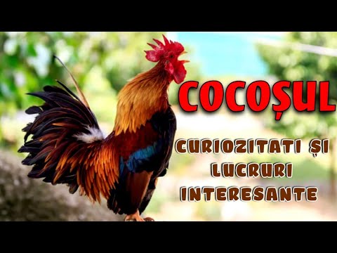COCOȘUL - Curiozități Și Lucruri Interesante despre cocoș
