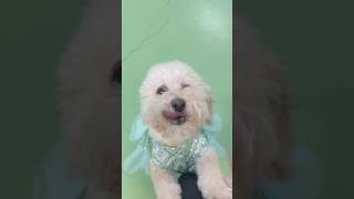 Video preview image #1 Poochon Puppy For Sale in Phoenix, AZ, USA