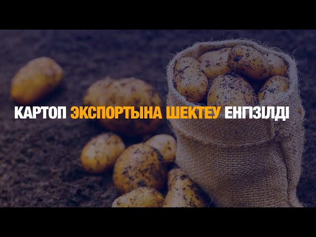 Картоп экспортына шектеу енгізілді