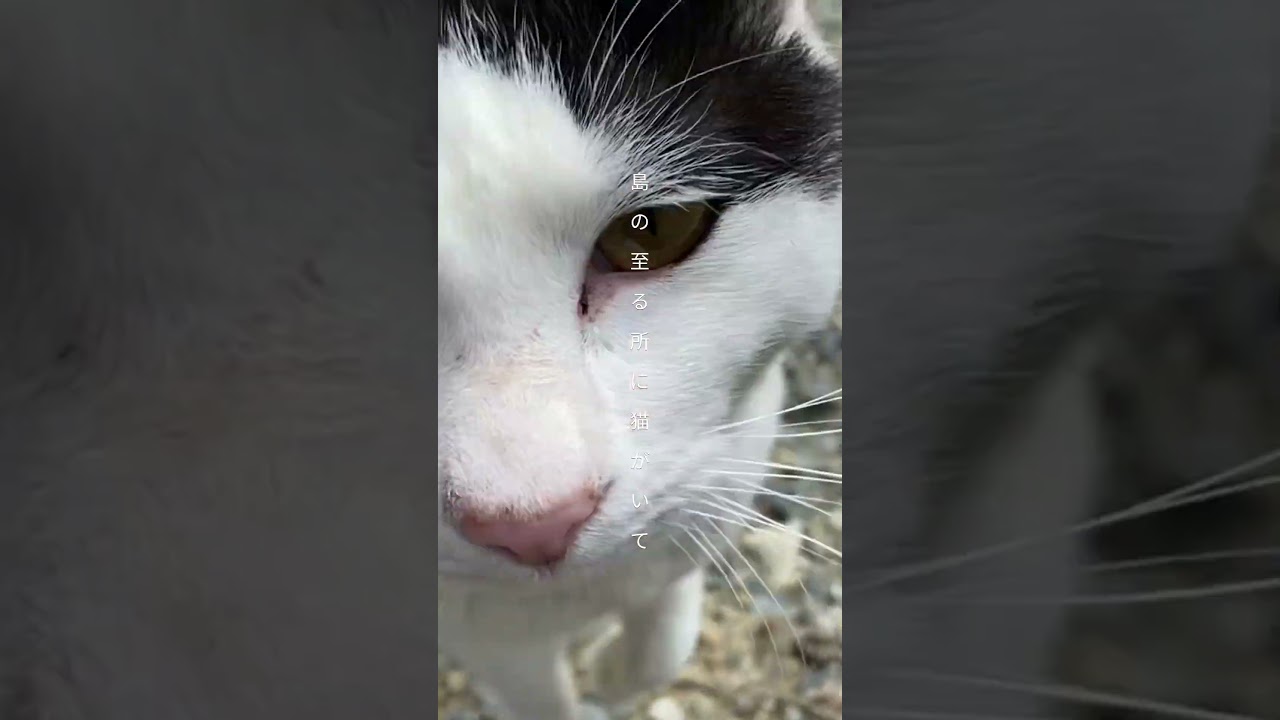 【猫の数＞人口】猫だらけの島｜田代島 #離島 #猫 #秘境