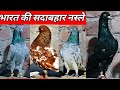 Rajasthani Kabootar Kalsire Kabootar Black Jack Kabootar Arshad Idrisi Pigeon