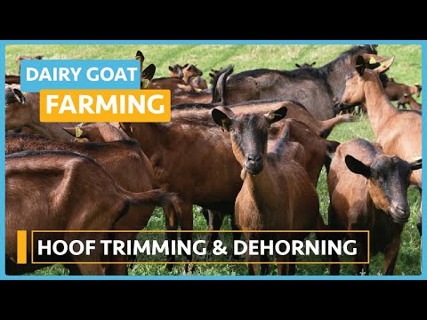 Dairy Goat Farming Lesson 1 Course Outline