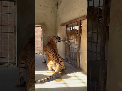Nunca coloque um tigre perto de dois leões! 🐯🦁🦁