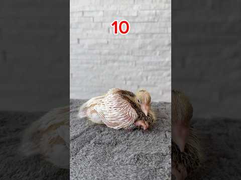 From Egg to Chick: How I Saved a Pigeon Egg and Tracked Its Development Every 5 Days! 😍#pigeon