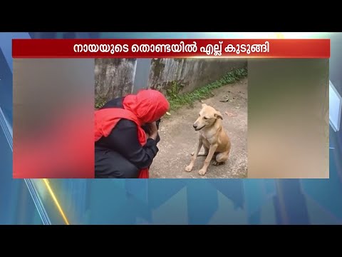 'കുട്ടികളെപ്പോലെ അടുത്തുവന്ന് നിന്നു; ഒന്നും ചെയ്യൂല്ലാന്ന് തോന്നി'; സഹായിച്ചയാളെ തേടിയെത്തിയ നായ