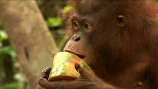 The Orangutan Rescue Station Part 1/5