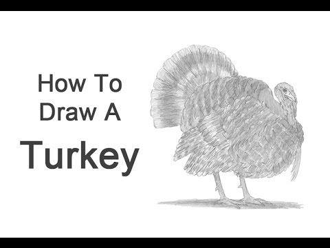 How to Draw a Turkey - YouTube