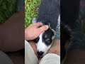Australian Shepherd dogs for sale: Glory - Video 1