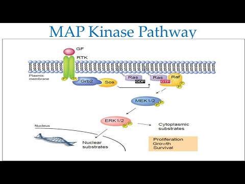 Fibroblast Growth factor (FGF) and signaling pathway/MAPK Signaling Pathway