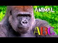 ANIMAL ALPHABET Kids ABC Song